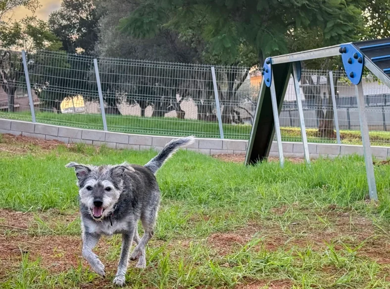 Parque canino Serratella